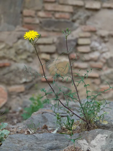 Město Malaga Španělsku — Stock fotografie