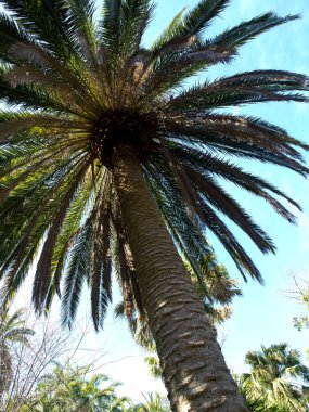 teneriffe İspanyol Adası