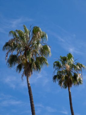 teneriffe İspanyol Adası