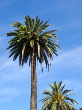 teneriffe İspanyol Adası