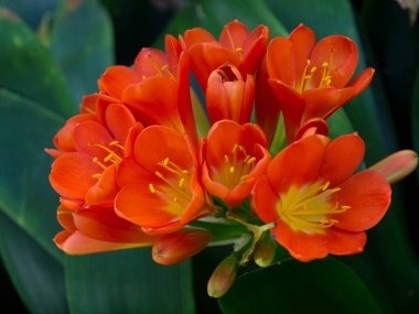 teneriffe İspanyol Adası