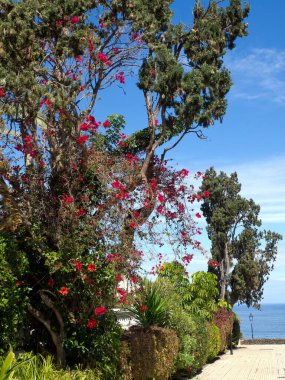 teneriffe İspanyol Adası