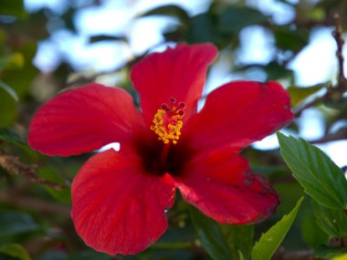 teneriffe İspanyol Adası