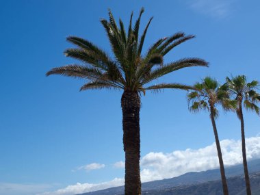 teneriffe İspanyol Adası