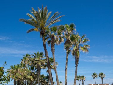 teneriffe İspanyol Adası