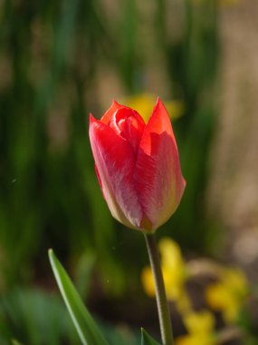 Almanya 'da bir bahçede laleler