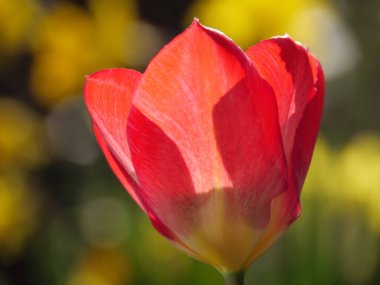 Almanya 'da bir bahçede laleler