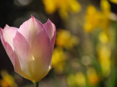 Almanya 'da bir bahçede laleler
