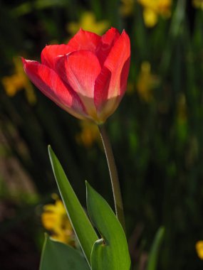 Almanya 'da bir bahçede laleler