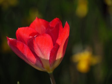Almanya 'da bir bahçede laleler