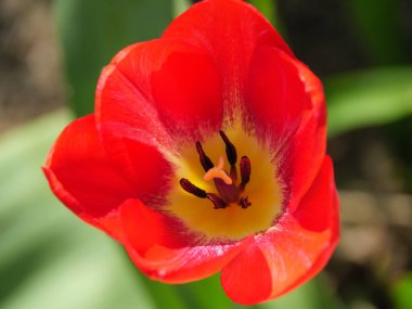 Almanya 'da bir bahçede laleler