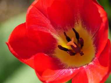 Almanya 'da bir bahçede laleler