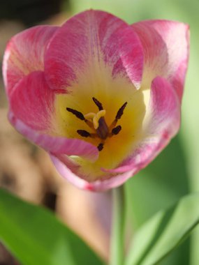 Almanya 'da bir bahçede laleler