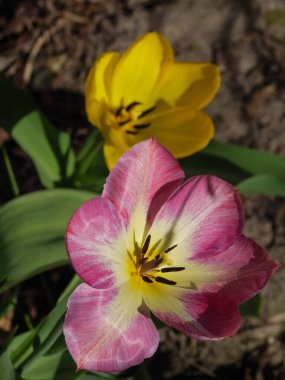 Almanya 'da bir bahçede laleler