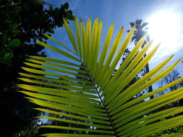 Spanish Island Teneriffe — Stock Photo, Image