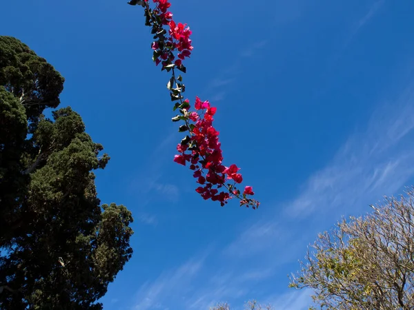 Ισπανικό Νησί Των Teneriffe — Φωτογραφία Αρχείου