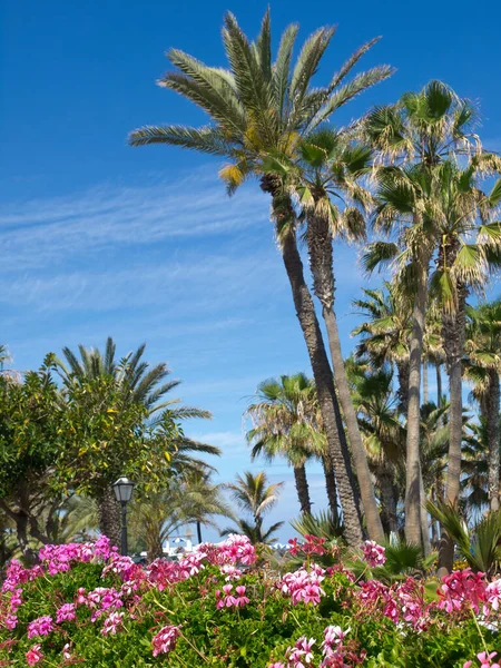 Isla Española Teneriffe — Foto de Stock