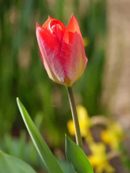 Тюльпаны Саду Германии — стоковое фото