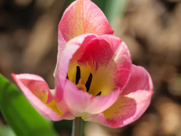 Tulips Germany Garden — Stock Photo, Image
