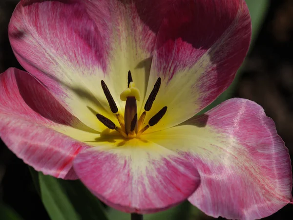 Tulipany Niemieckim Ogrodzie — Zdjęcie stockowe