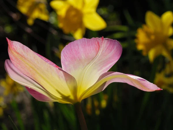 Tulipas Jardim Alemanha — Fotografia de Stock