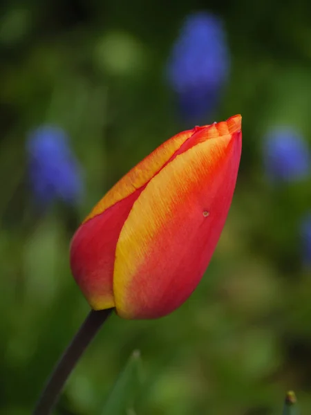 Printemps Dans Pays Des Muentins Allemand — Photo