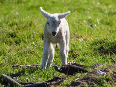 Germayn 'da bir çayırda koyunlar