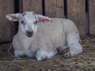 Germayn 'da bir çayırda koyunlar