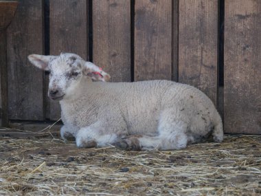 Germayn 'da bir çayırda koyunlar