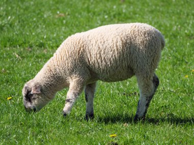 Germayn 'da bir çayırda koyunlar