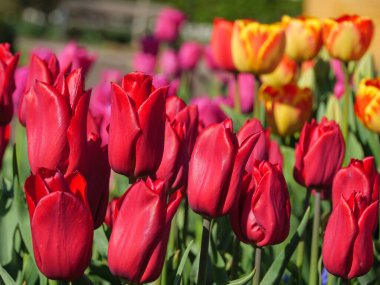 Alman muensterland 'inde laleler