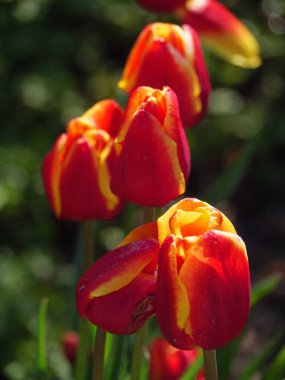 Alman muensterland 'inde laleler