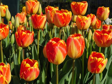 Alman muensterland 'inde laleler