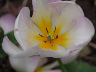 Alman muensterland 'inde laleler