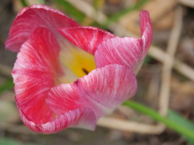 Alman muensterland 'inde laleler