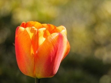 Alman muensterland 'inde laleler