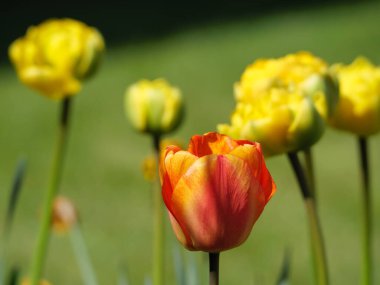 Alman muensterland 'inde laleler