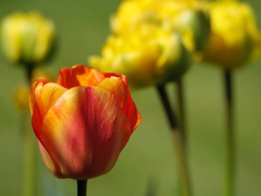 Alman muensterland 'inde laleler