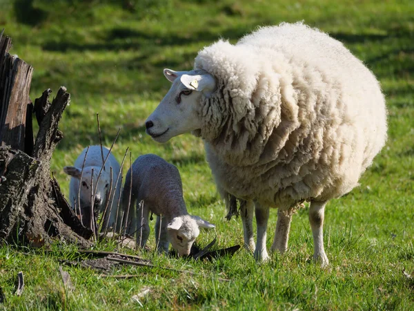 Sheeps Meadow Germayn — стоковое фото