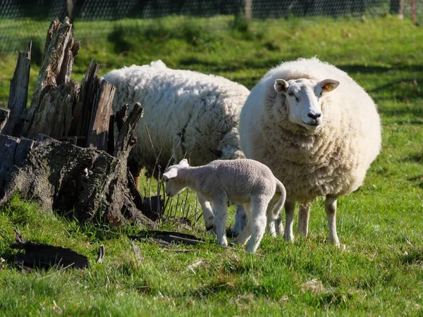 Sheeps Meadow Germayn — Fotografia de Stock