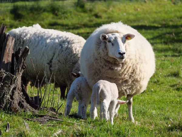 ドイツの牧草地で羊を飼い — ストック写真