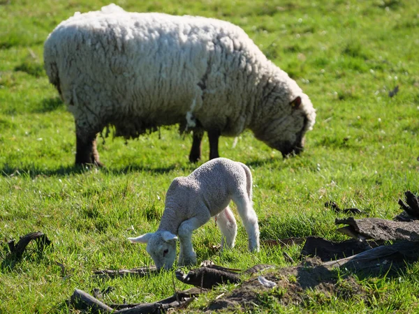 Germayn Bir Çayırda Koyunlar — Stok fotoğraf