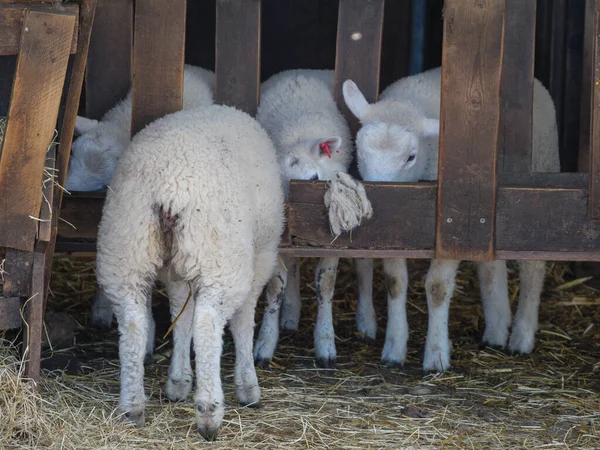 Sheeps Meadow Germayn — Foto de Stock