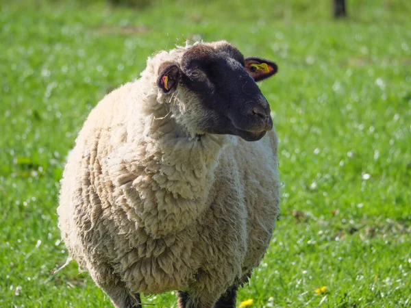 Sheeps Meadow Germayn — Stockfoto