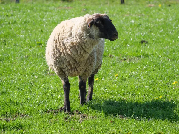 Schapen Een Weide Germayn — Stockfoto