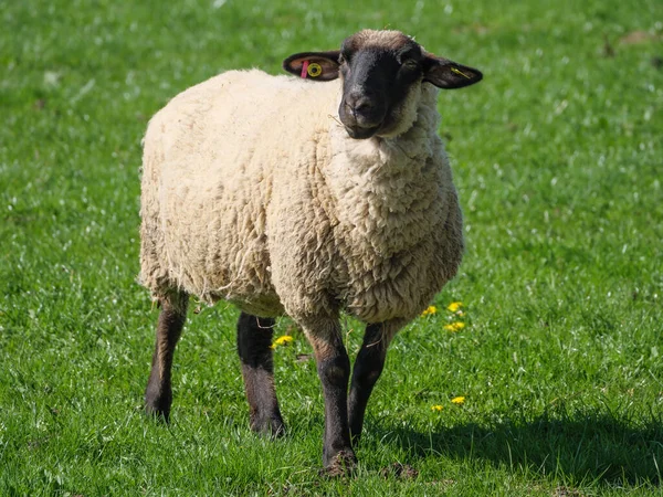 Sheeps Meadow Germayn — Foto de Stock