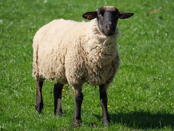 Får Äng Germayn — Stockfoto