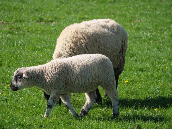 Sheeps Meadow Germayn —  Fotos de Stock