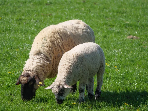 Schafe Auf Einer Wiese Germayn — Stockfoto