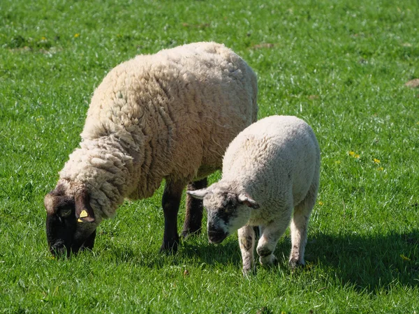 Får Äng Germayn — Stockfoto